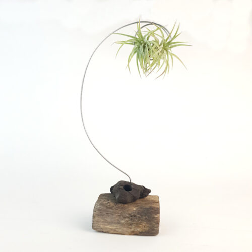 Linnet sculptural airplant holder with Tillandsia Ionantha mexico