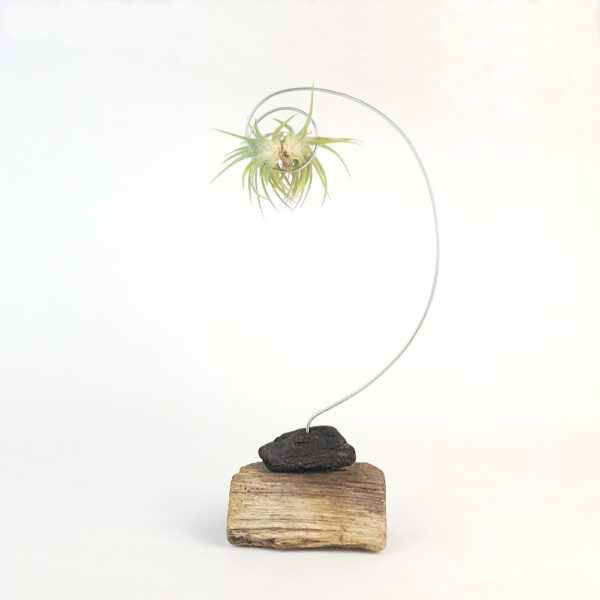 Reverse of Tillandsia Ionantha mexico being held in a handmade sculptural stand with driftwood