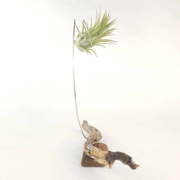 Left side view of Tillandsia ionantha rubra peach being held in a handmade sculptural stand with driftwood