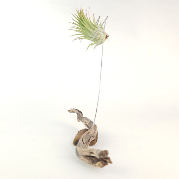 Right side view of Tillandsia ionantha rubra peach being held in a handmade sculptural stand with driftwood