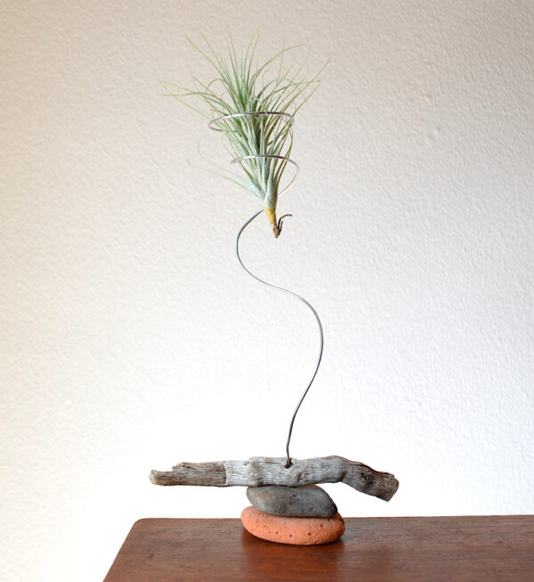 Tillandsia Heteromorpha being held in a handmade sculptural setting with sea-sculpted brick and driftwood on surface