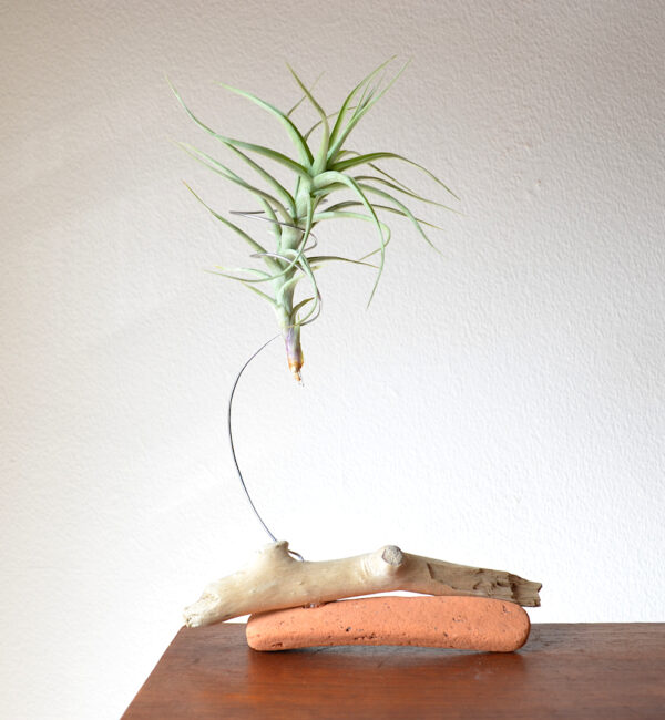 Tillandsia bergeri being held in a handmade sculptural stand with sea-sculpted brick and driftwood (other side)