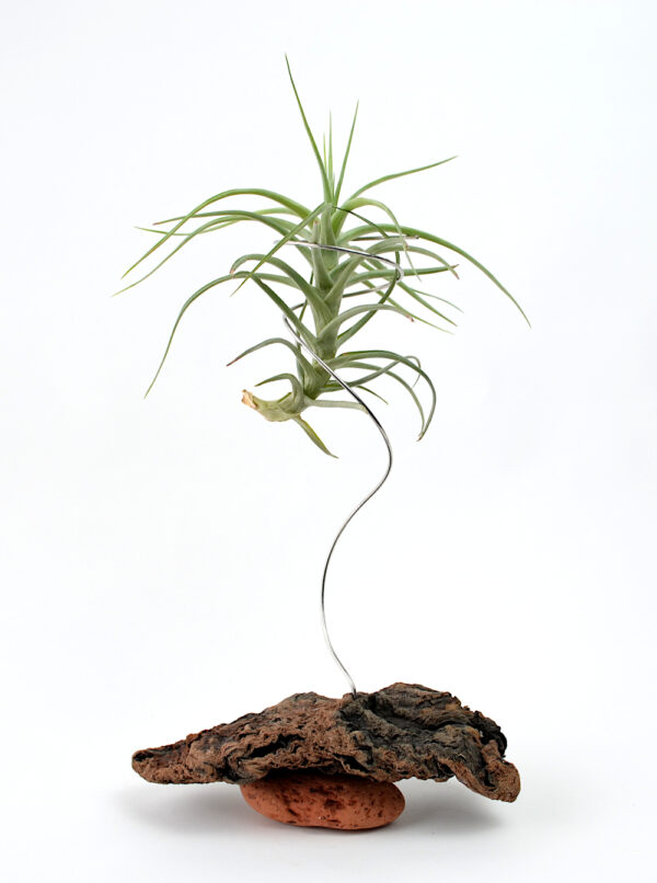 Tillandsia bergeri (probably) being held in a handmade sculptural setting with sea-sculpted brick and driftwood