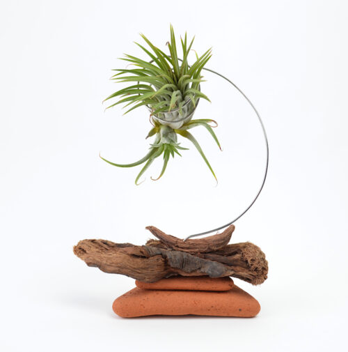 Unknown Tillandsia and new growth being held in a handmade sculptural setting with sea-sculpted brick and driftwood