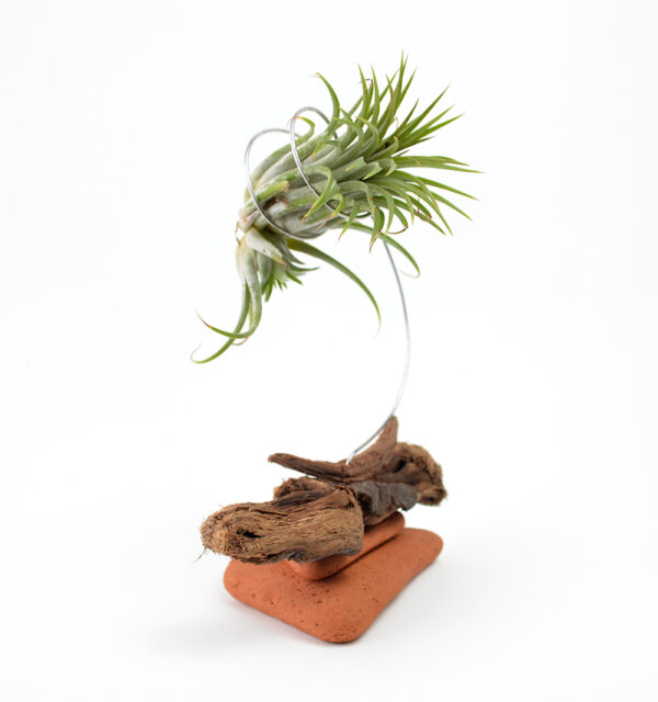 Left side of unknown Tillandsia and new growth being held in a handmade sculptural setting with sea-sculpted brick and driftwood