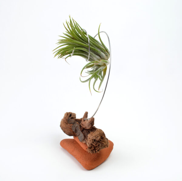Right side of unknown Tillandsia and new growth being held in a handmade sculptural setting with sea-sculpted brick and driftwood