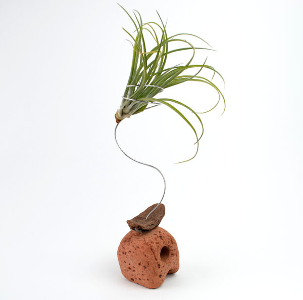 One side of Tillandsia unknown being held in a handmade sculptural setting with sea-sculpted brick and driftwood