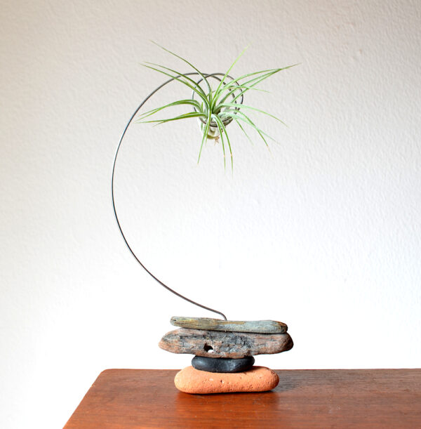 Tillandsia (unknown) being held in a handmade sculptural setting with sea-sculpted brick and driftwood on surface