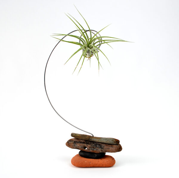 Tillandsia (unknown) being held in a handmade sculptural setting with sea-sculpted brick and driftwood