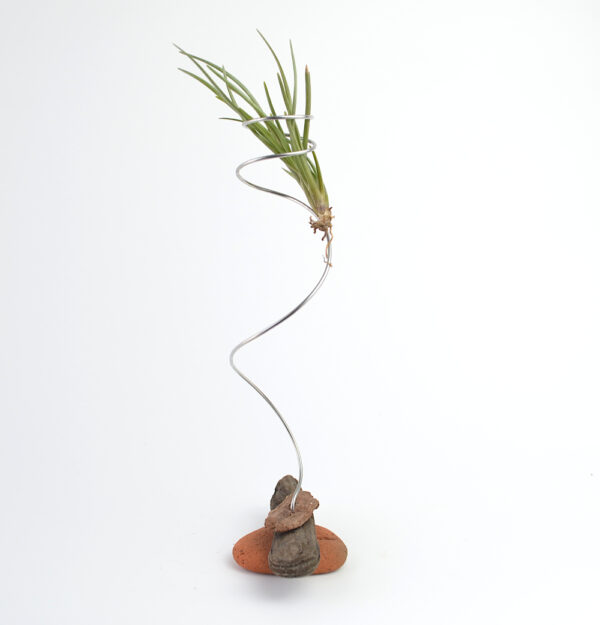 Side view of Tillandsia (type unknown) being held in a handmade sculptural setting with sea-sculpted brick and driftwood