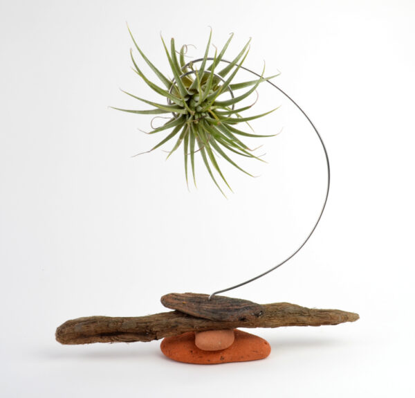 Tillandsia (variety label lost) being held in a handmade sculptural setting with sea-sculpted brick and driftwood