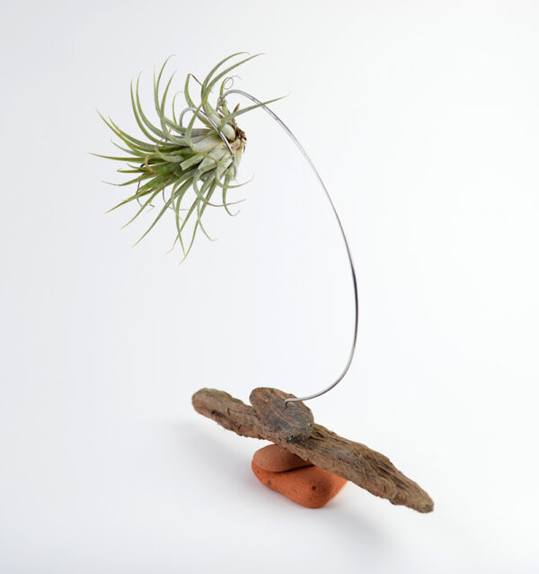 Side view of Tillandsia (variety label lost) being held in a handmade sculptural setting with sea-sculpted brick and driftwood