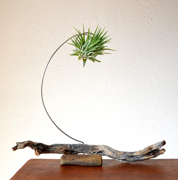 Tillandsia ionantha rubra peach being held in a handmade sculptural stand with driftwood